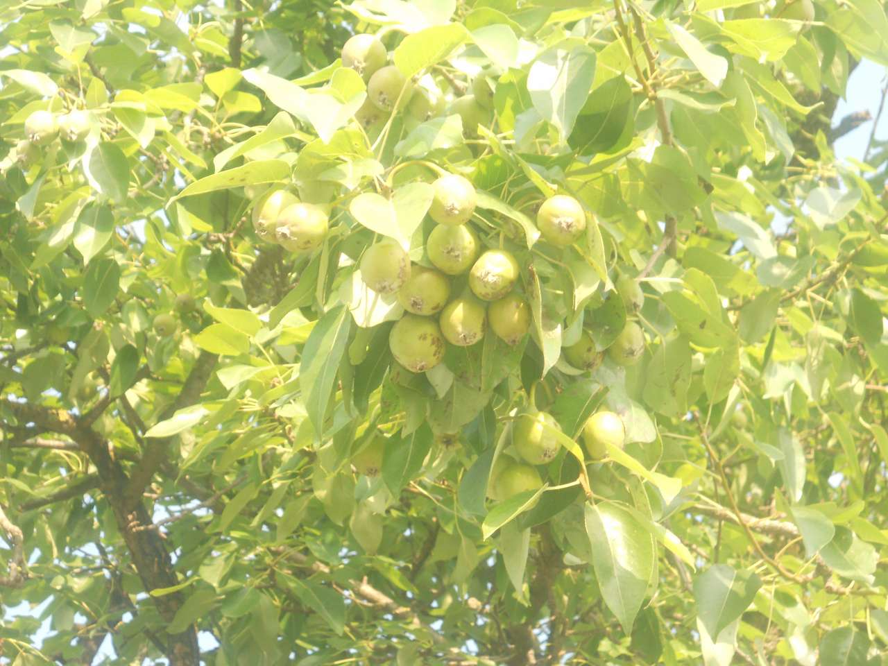 природа - Opaka