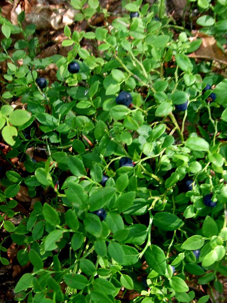 фантазії природи - Танява