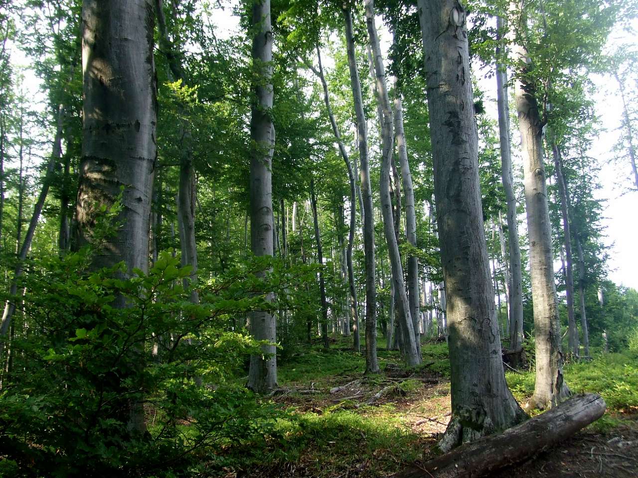 Ліс - Tanyava