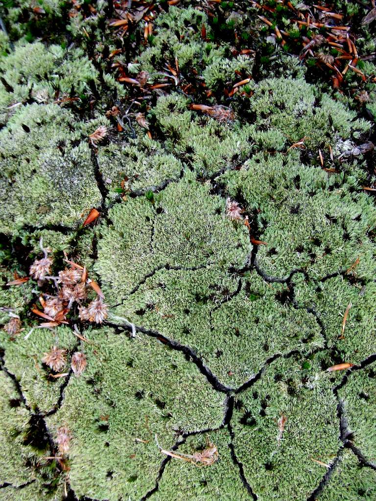 фантазії природи - Танява