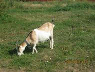 Катеринопіль-подорож  у минуле