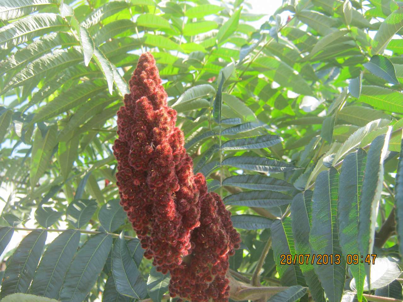 Катеринопіль-подорож  у минуле - Катеринопіль