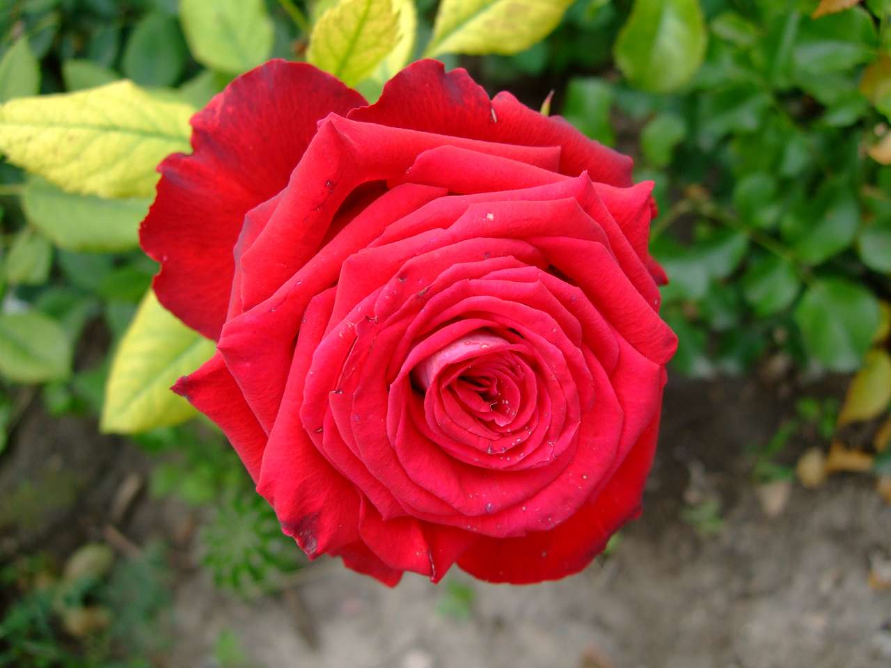 Таємнича Буша - Буша