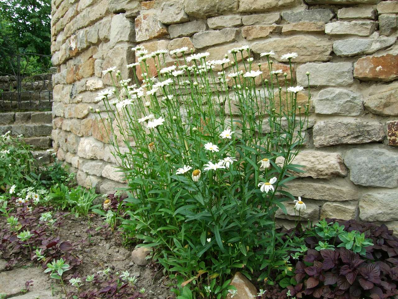 Таємнича Буша - Буша