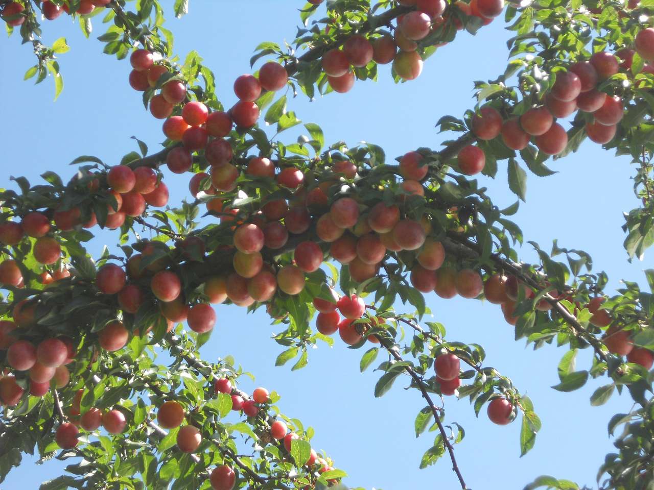 село - Воля-Жовтанецька