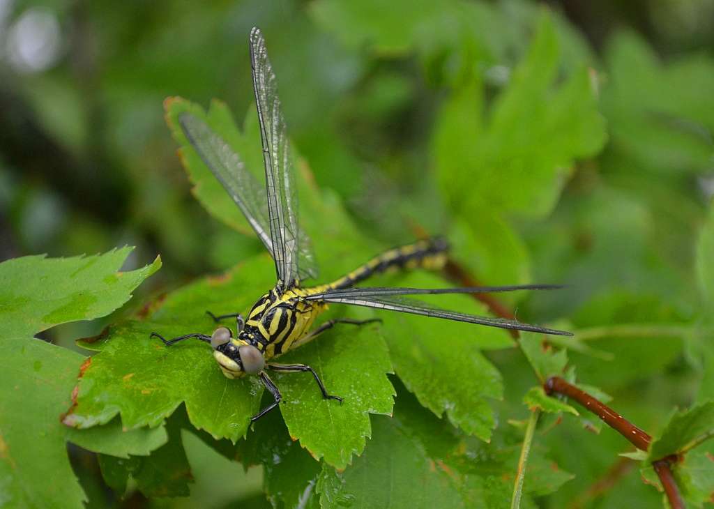  Нашего КРАЯ ПРИРОДА - Великие Крынки