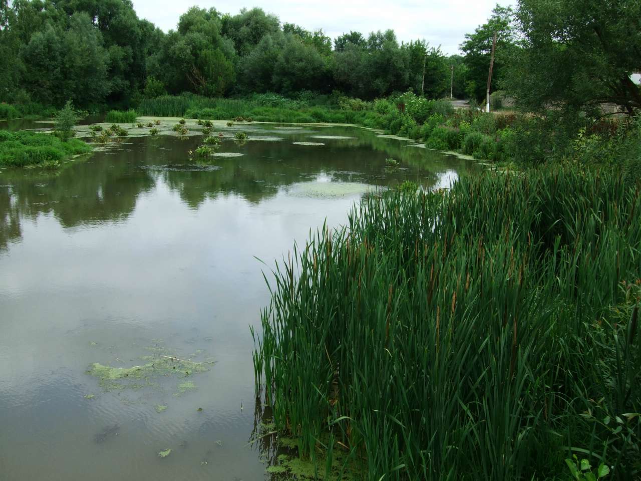 Таємнича Буша - Буша