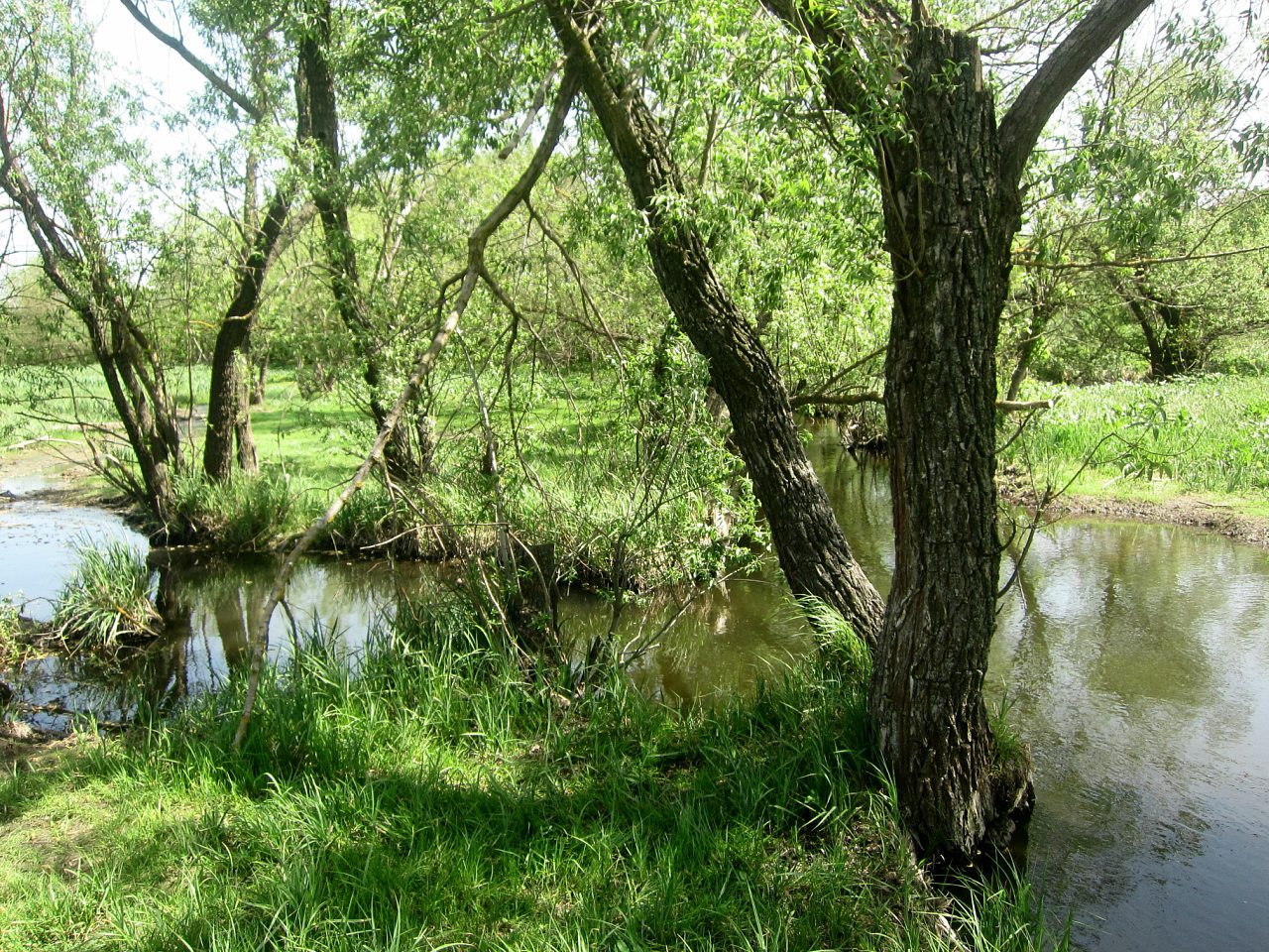Природа и види села. - Рябоконеве
