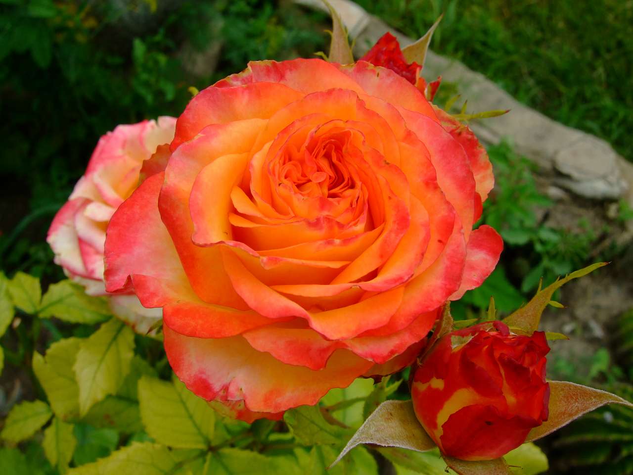 Таємнича Буша - Буша