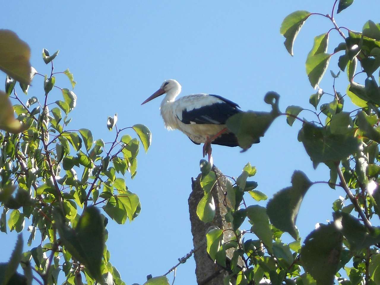 село - Воля-Жовтанецька