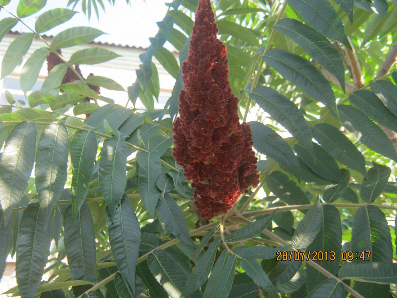 Катеринопіль-подорож  у минуле - Катеринопіль