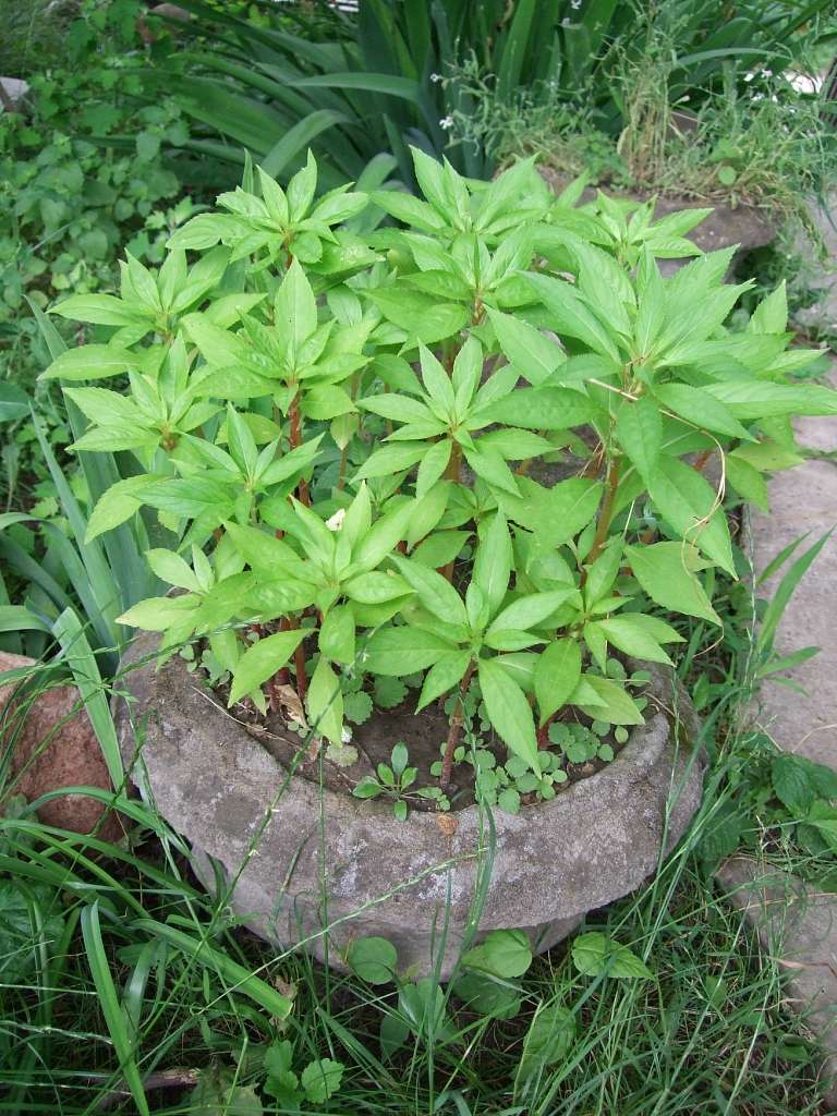 Хата-музей - Березівка