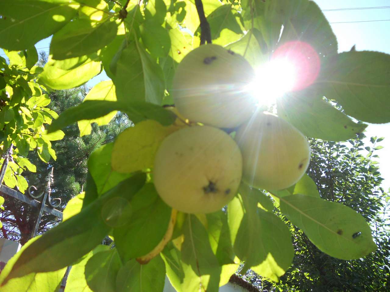 село - Воля-Жовтанецька
