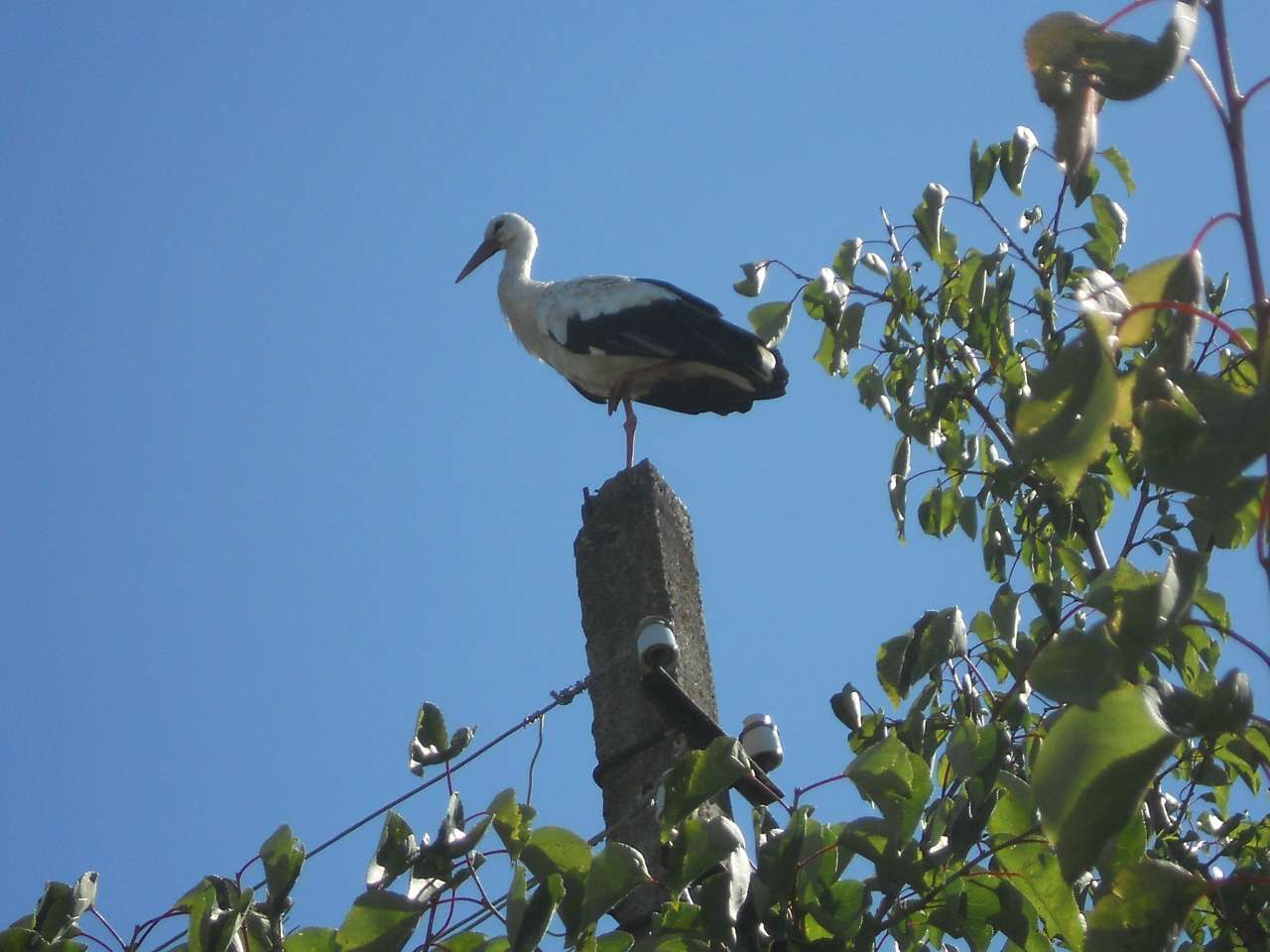 село - Воля-Жовтанецька
