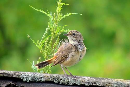  Нашего КРАЯ ПРИРОДА - Великие Крынки