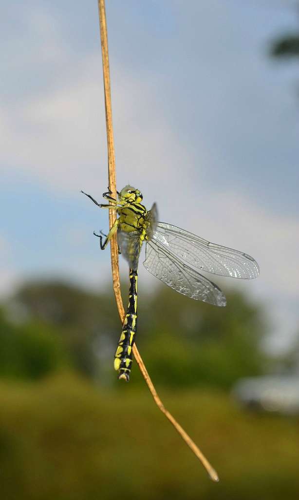  Нашего КРАЯ ПРИРОДА - Великие Крынки