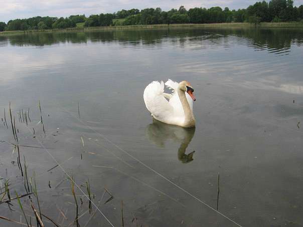 Озеро в с.Рыжавка Украина(Владимир Борисович) - Рыжавка