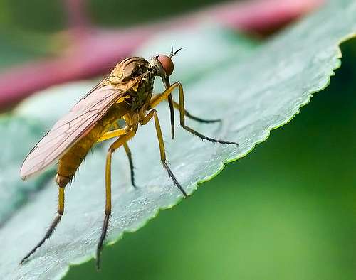  Нашего КРАЯ ПРИРОДА - Великие Крынки