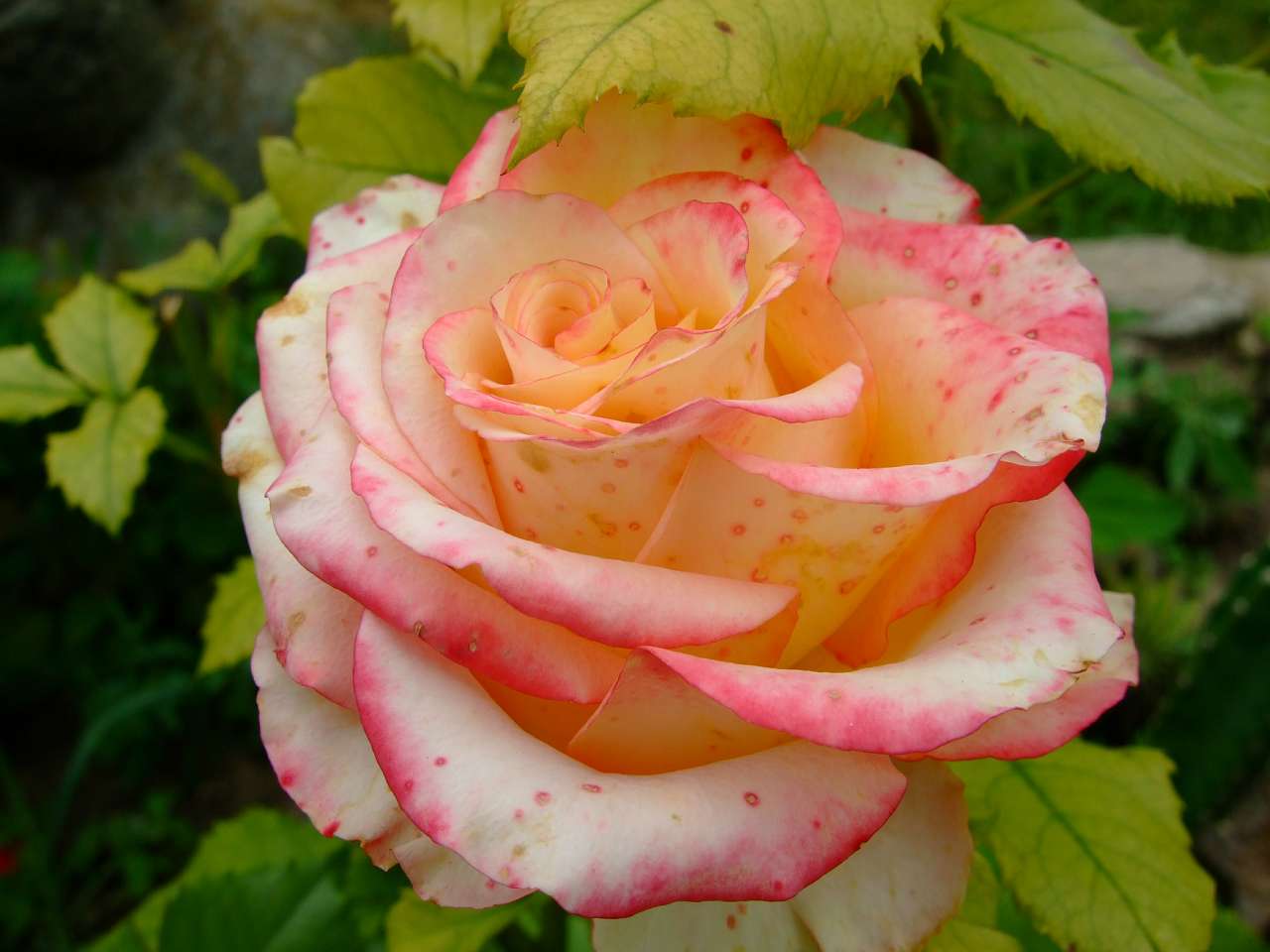 Таємнича Буша - Буша