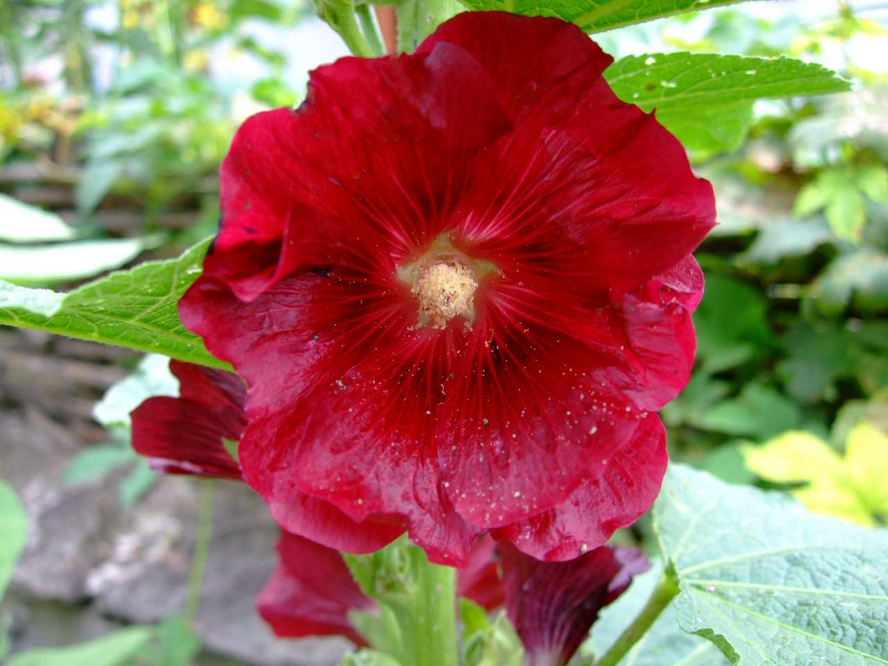 Таємнича Буша - Буша