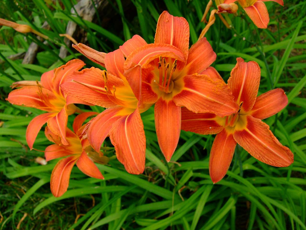 Хата-музей - Березовка