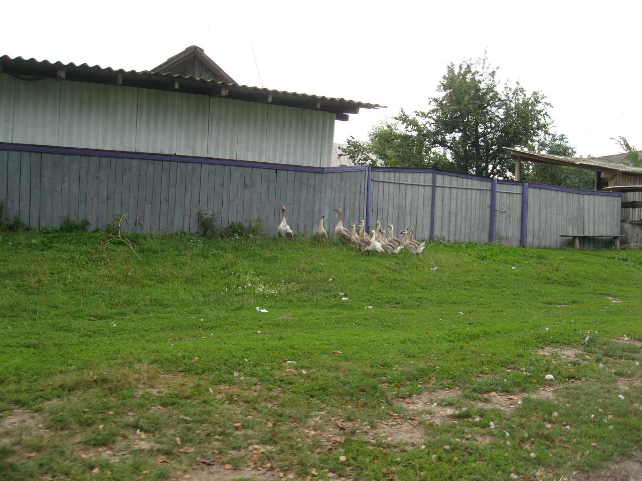 Блистова - Блистова