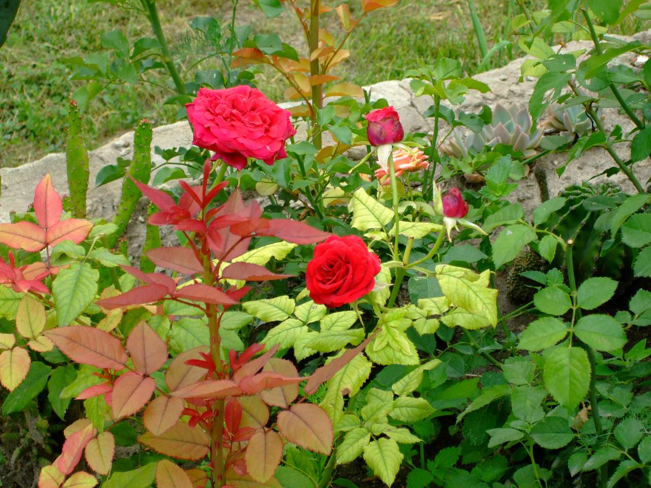 Таємнича Буша - Буша