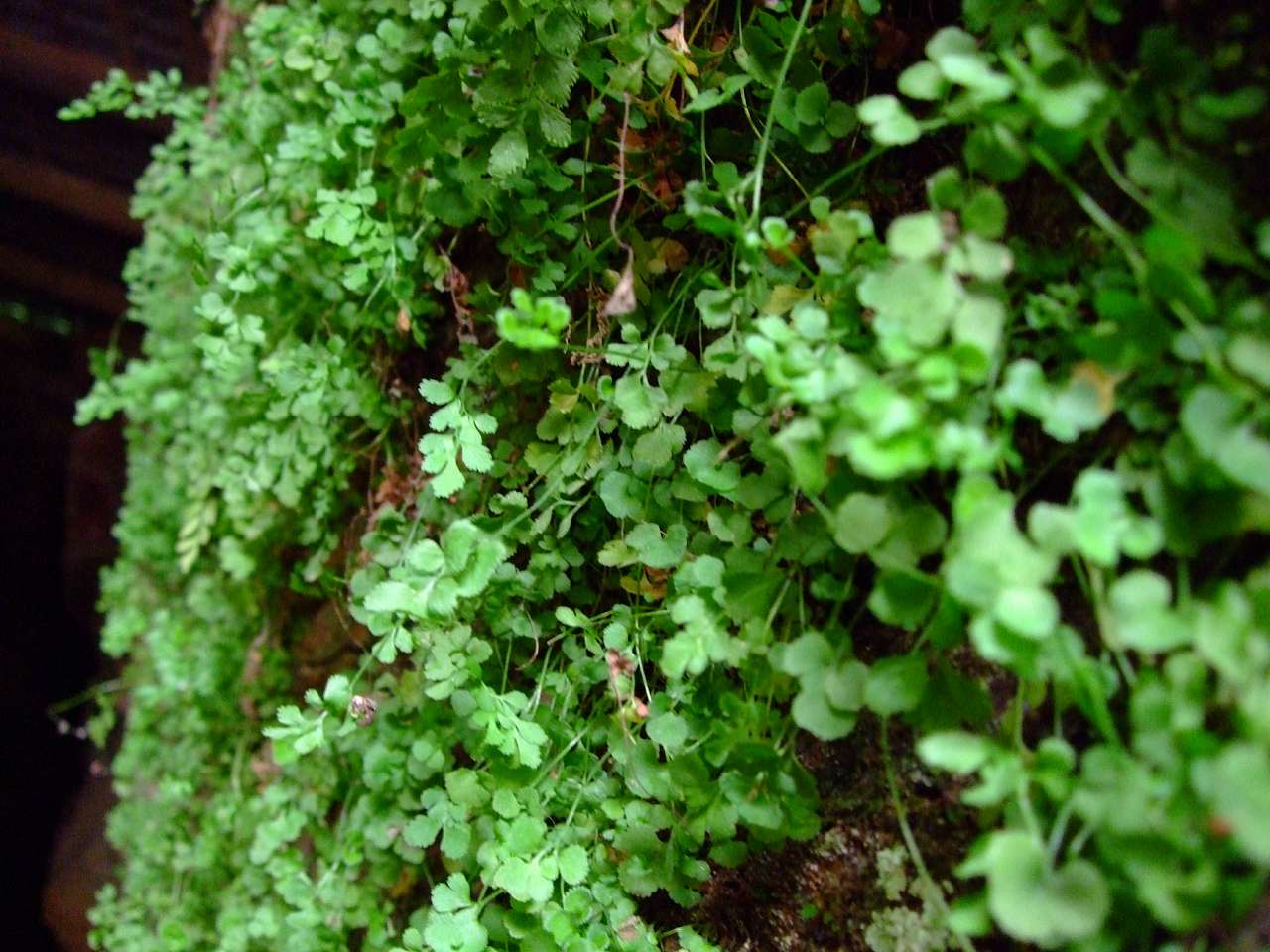 Таємнича Буша - Буша