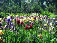 Пирогівці з panoramio.com