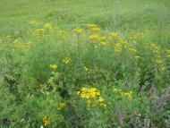 Цикова з panoramio.com