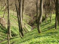 Врублівці з panoramio.com