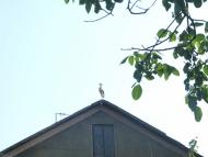 Славна Веренчанка