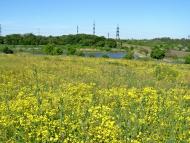 Карнаухівка з panoramio.com - Karnaukhivka