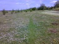 Березна з panoramio.com