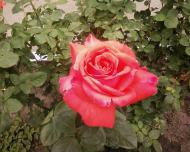 с інгуло камянка