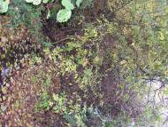 Семенівка з panoramio.com