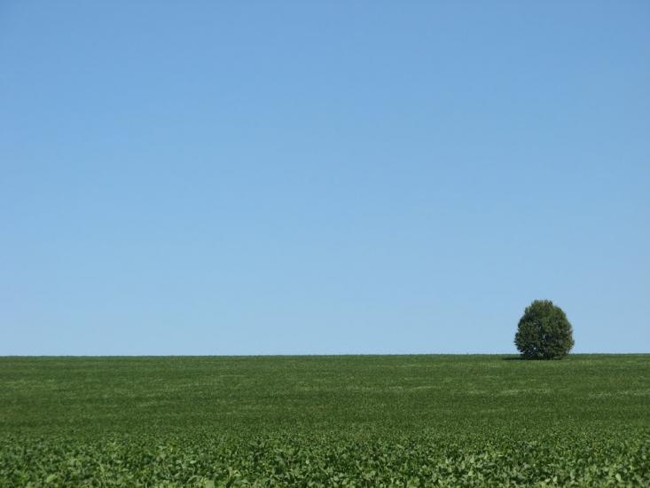 Вороновиця з panoramio.com - Вороновица