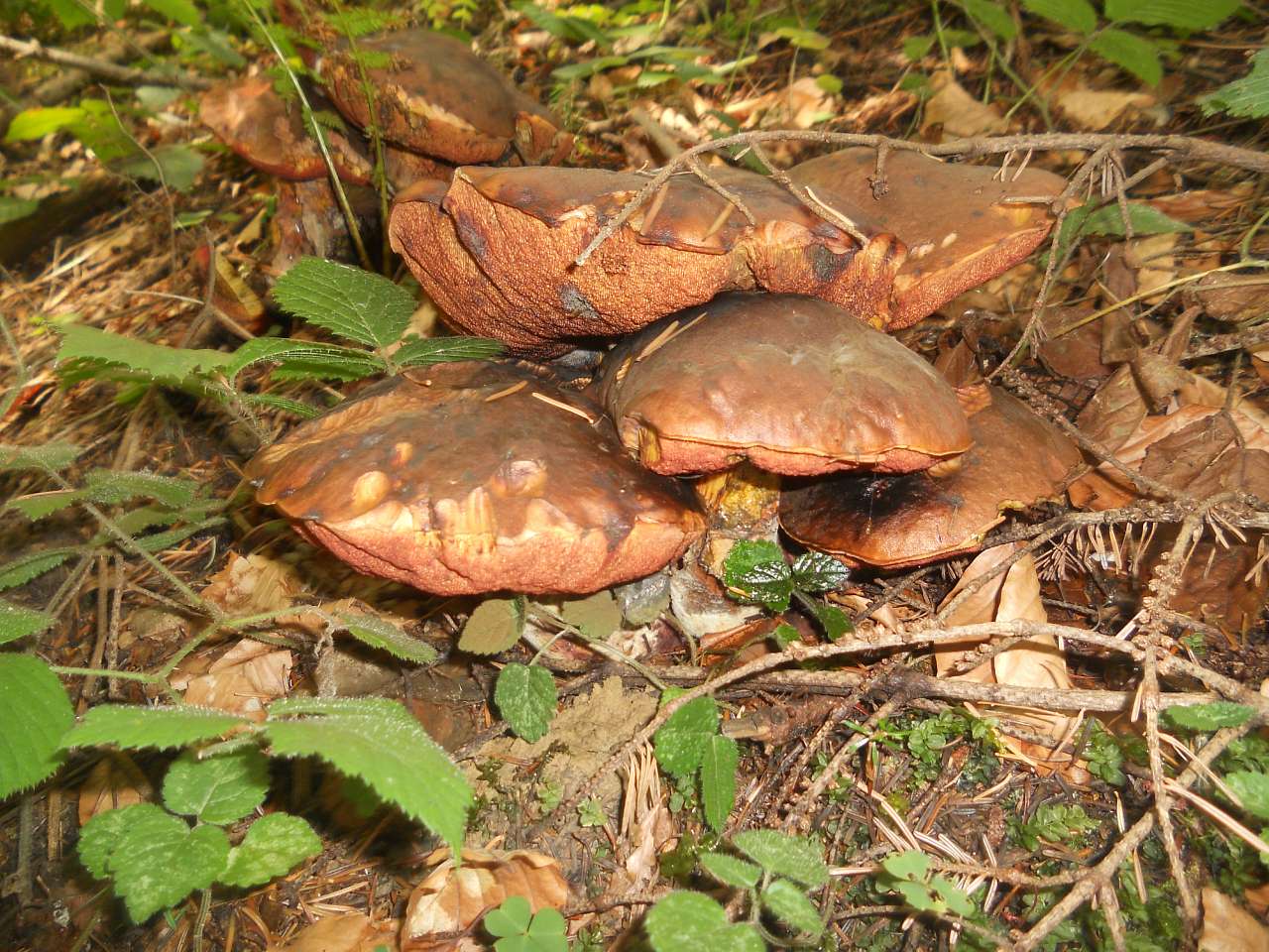 Дари лісу - Опака