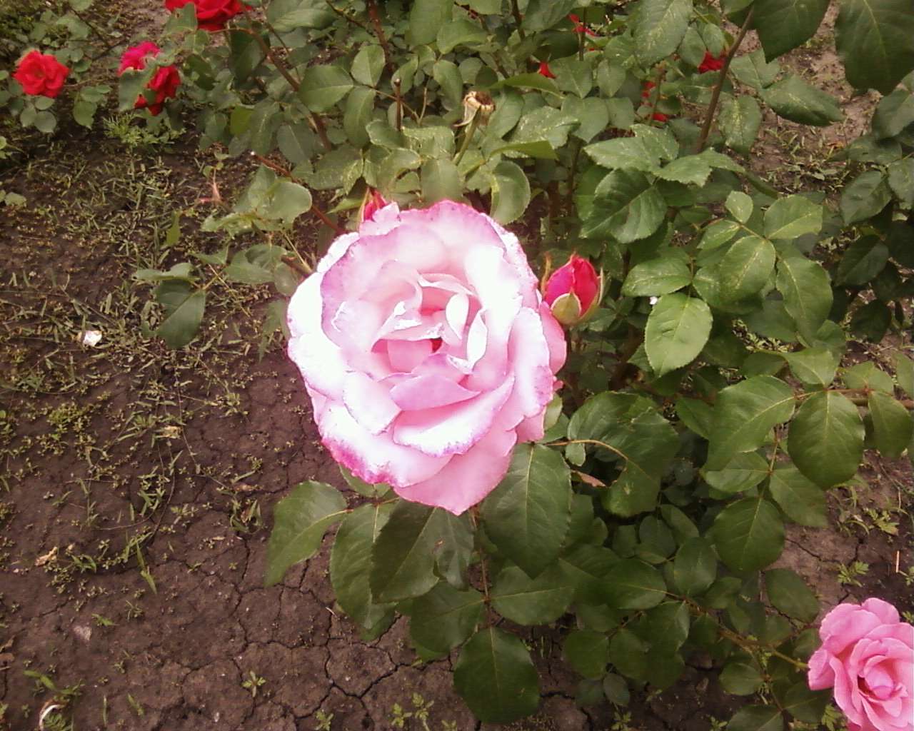 с інгуло камянка - Інгуло-Кам'янка