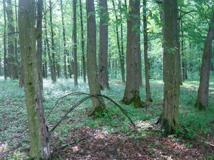 Мала Стружка з panoramio.com - Мала Стружка