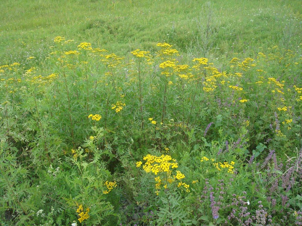 Цикова з panoramio.com - Цикова