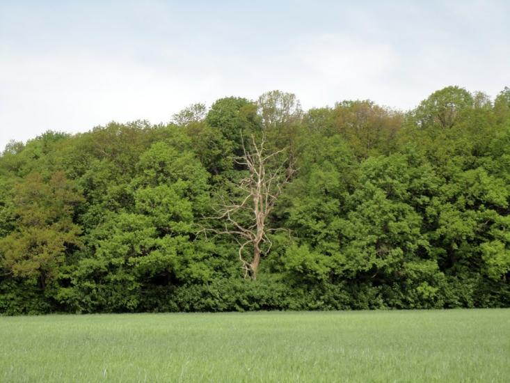 Яблунів з panoramio.com - Яблунів