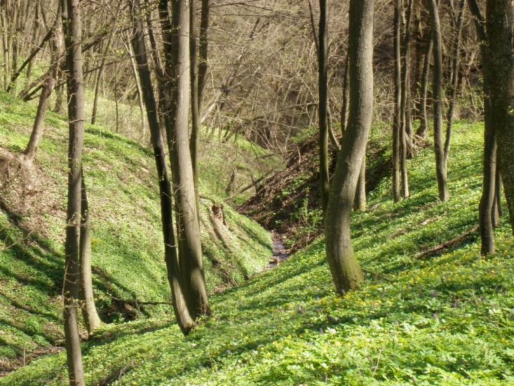 Врублівці з panoramio.com - Врублевцы