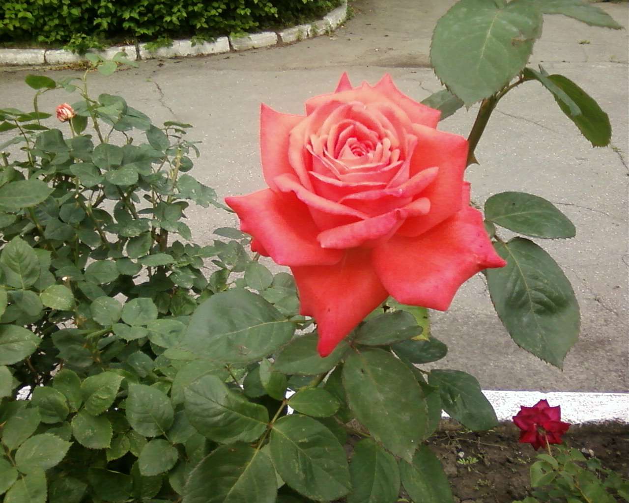 с інгуло камянка - Інгуло-Кам'янка