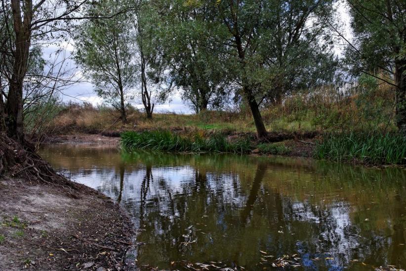 Тополі з panoramio.com