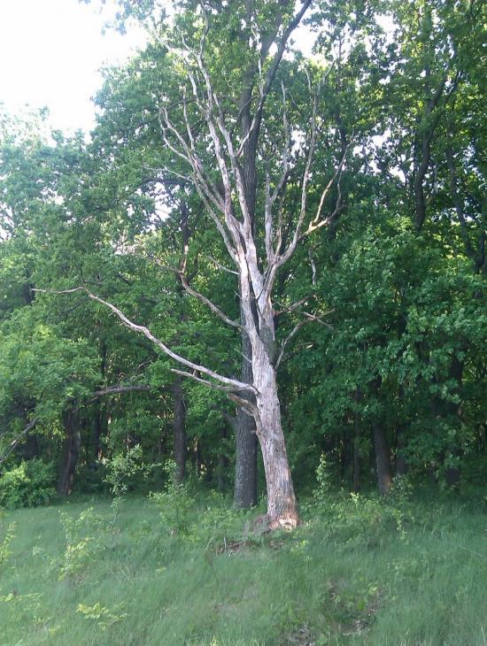 Журавка з panoramio.com