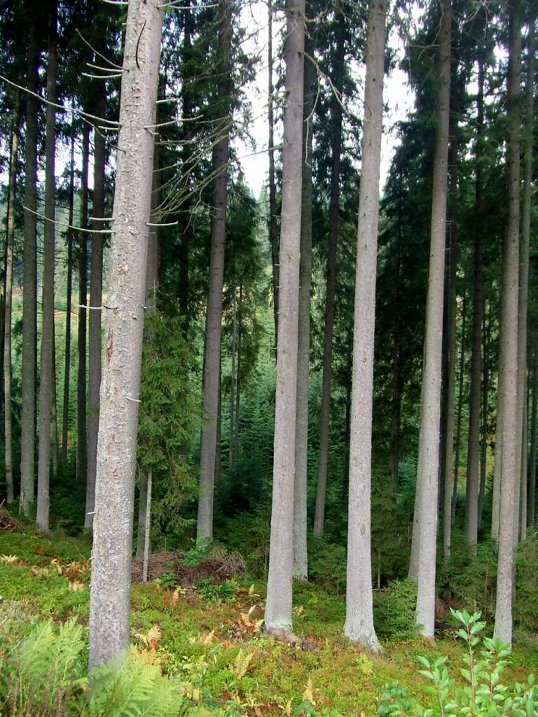 Краєвид - Вишків