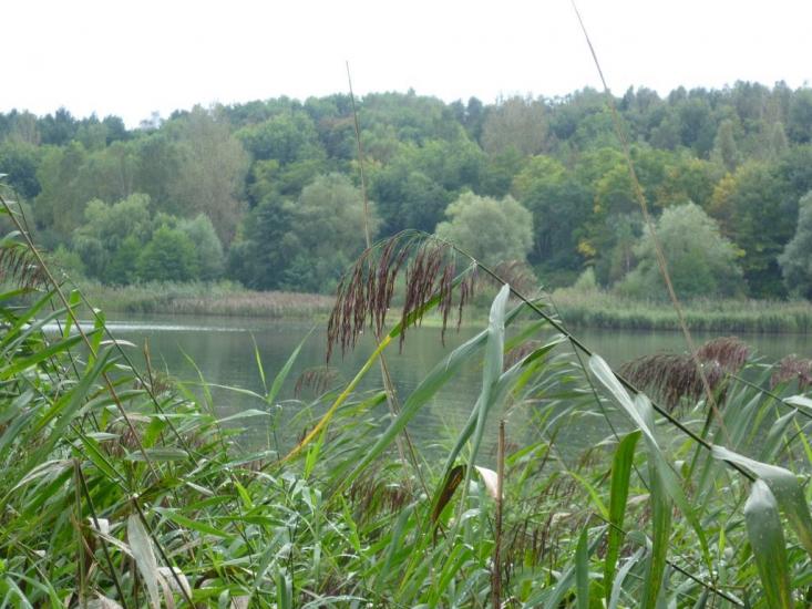 Малечковичі з panoramio.com - Малечковичи