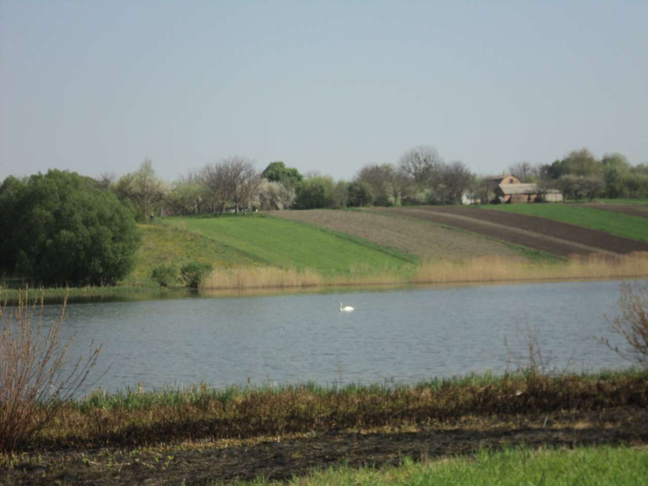 с лебеді - Лебеді