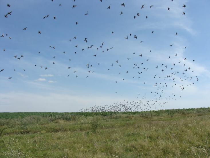 Вороновиця з panoramio.com - Вороновица